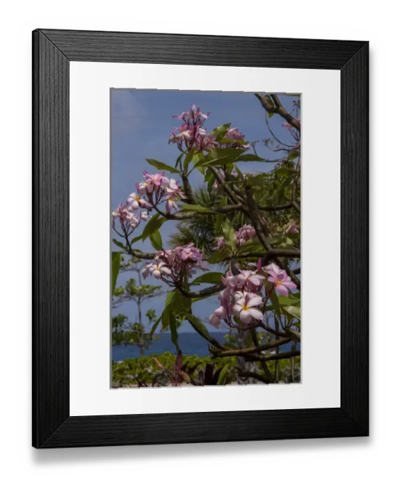 Framed Print : British West Indies, Cayman Islands, Grand Cayman, pink Oleander Framed Print : British West Indies, Cayman Islands, Grand Cayman, pink Oleander