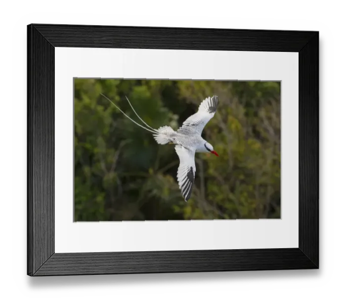 Framed Print : Red-billed Tropicbird Framed Print : Red-billed Tropicbird