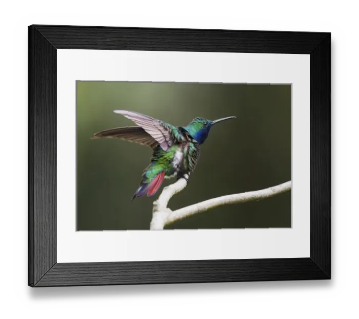 Framed Print : Black-throated Mango Hummingbird Framed Print : Black-throated Mango Hummingbird