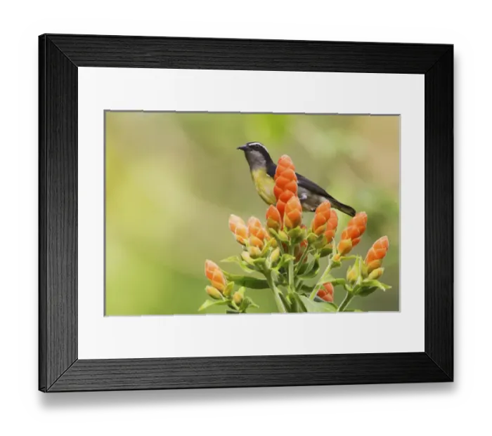 Framed Print : Bananaquit on blooms Framed Print : Bananaquit on blooms