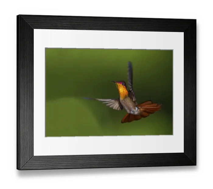 Framed Print : Ruby Topaz Hummingbird Framed Print : Ruby Topaz Hummingbird