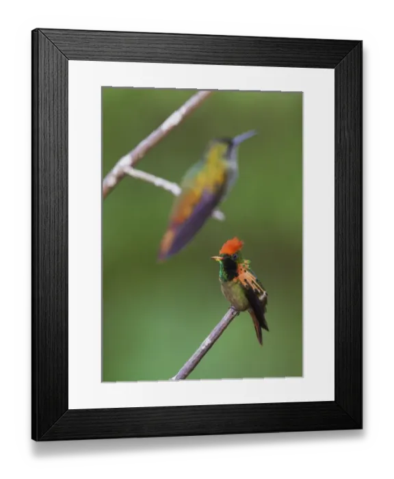 Framed Print : Tufted Coquette Framed Print : Tufted Coquette