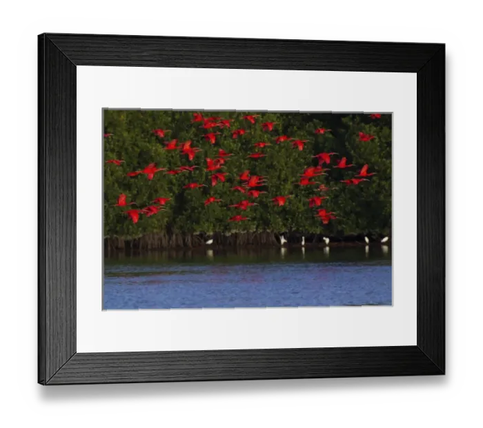 Framed Print : Scarlet Ibis Flock