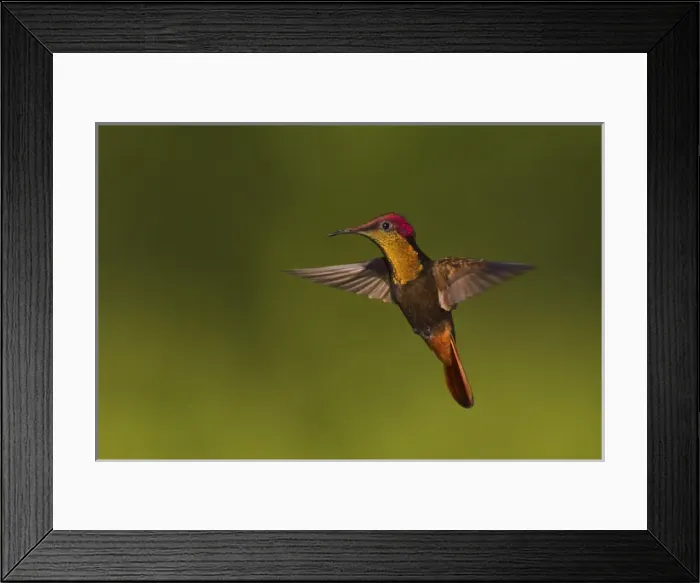 Framed Print : Ruby Topaz Hummingbird