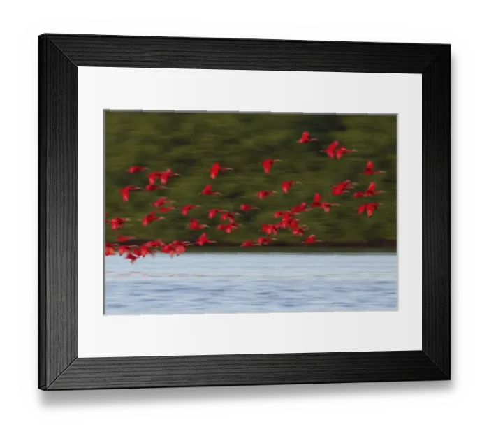 Framed Print : Scarlet Ibis Flying to Evening Roost Framed Print : Scarlet Ibis Flying to Evening Roost