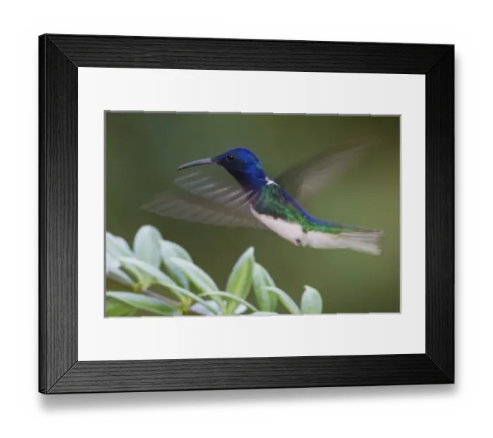 Framed Print : White-necked Jacobin Framed Print : White-necked Jacobin
