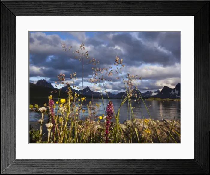 Framed Print : Wildflowers in the Canadian Rockies, Jasper National Park, Alberta, Canada
