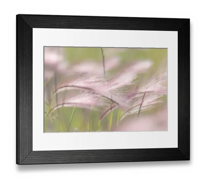 Framed Print : Canada, Alberta, Peter Loughheed Provincial Park. Close-up of grass seedheads. DanitaDelimont