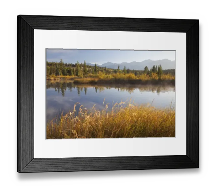 Framed Print : Canada, Alberta, Jasper National Park. Scenic of Cottonwood Slough Framed Print : Canada, Alberta, Jasper National Park. Scenic of Cottonwood Slough
