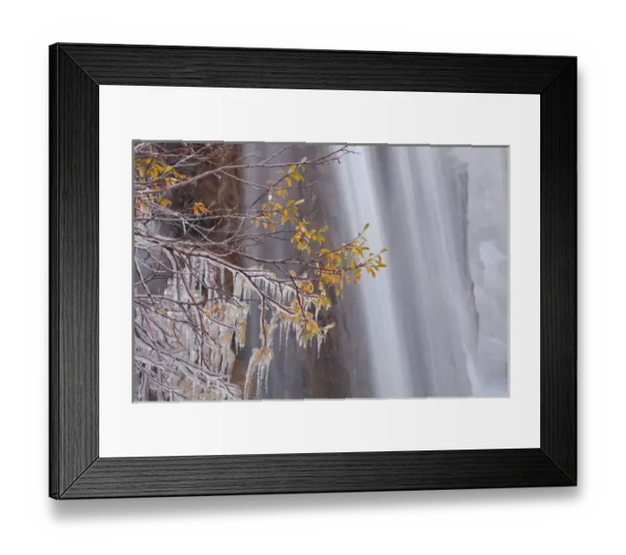 Framed Print : Canada, Alberta, Jasper National Park. Ice on tree at Tangle Falls Framed Print : Canada, Alberta, Jasper National Park. Ice on tree at Tangle Falls