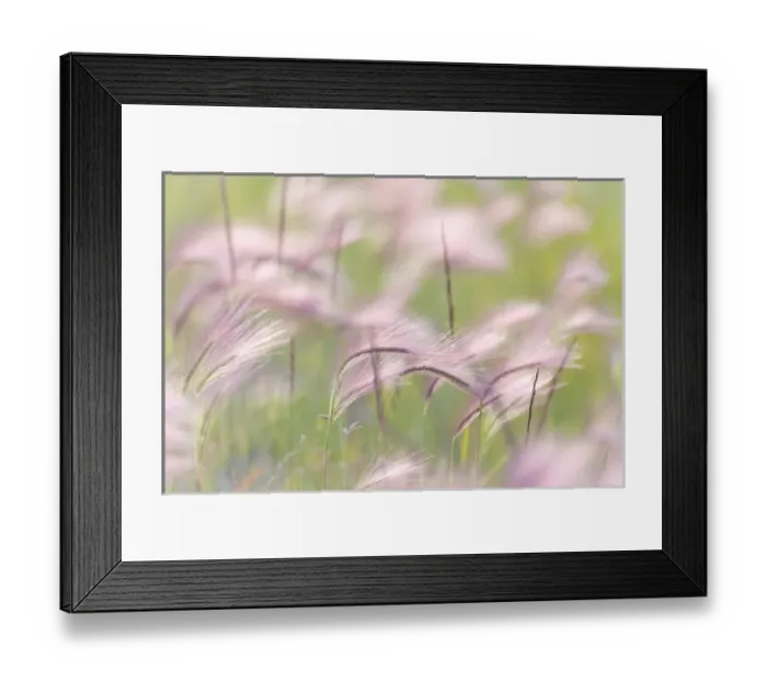 Framed Print : Canada, Alberta, Peter Loughheed Provincial Park. Grass seedheads blowing in the wind Framed Print : Canada, Alberta, Peter Loughheed Provincial Park. Grass seedheads blowing in the wind