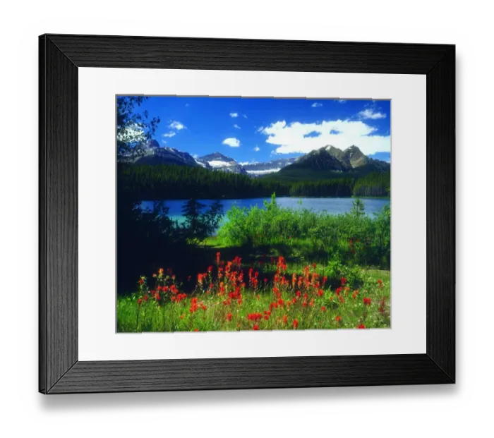Framed Print : Canada; Alberta; Indian Paintbrush Wildflowers in Banff National Park Framed Print : Canada; Alberta; Indian Paintbrush Wildflowers in Banff National Park