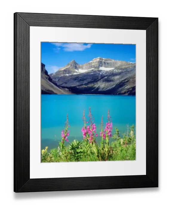 Framed Print : Canada, Alberta, Fireweed Wildflowers in Banff National Park, Canada