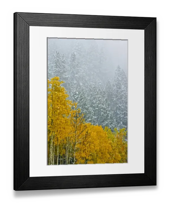 Framed Print : Canada, Alberta, Banff National Park. Falling snow in mountain forest in late autumn Framed Print : Canada, Alberta, Banff National Park. Falling snow in mountain forest in late autumn