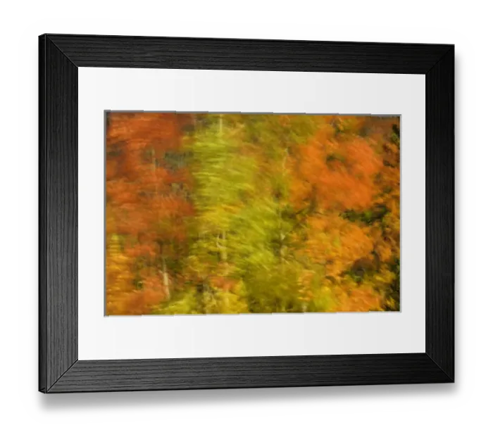 Framed Print : Canada, Alberta, Banff National Park. Wind-blown poplar trees in autumn. Credit as