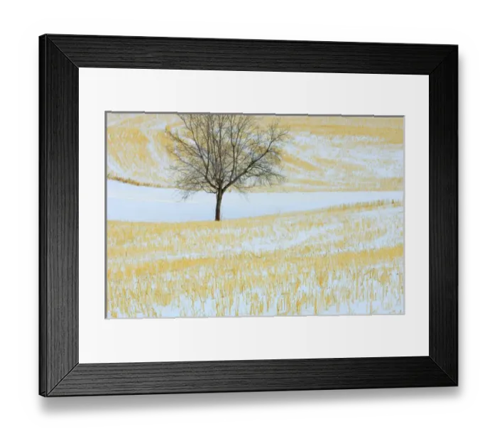 Framed Print : Canada, Alberta, Spruce Grove. Lone tree in snow-covered field Framed Print : Canada, Alberta, Spruce Grove. Lone tree in snow-covered field