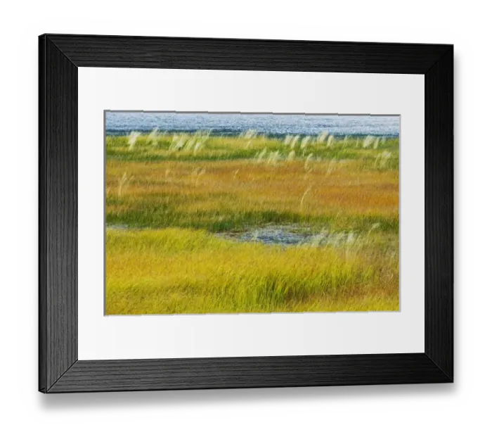 Framed Print : Canada, Alberta, Jasper National Park. Grasses in a wetland habitat Framed Print : Canada, Alberta, Jasper National Park. Grasses in a wetland habitat