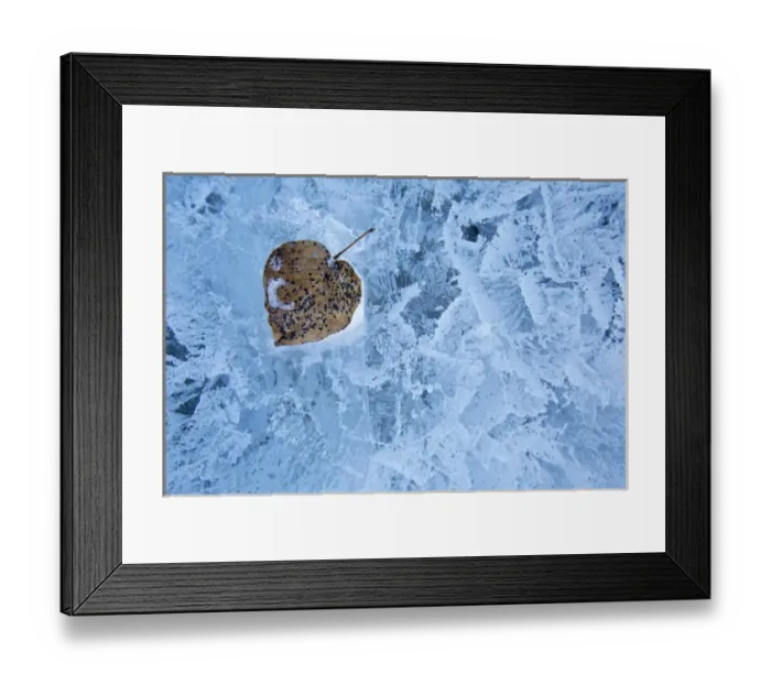 Framed Print : Canada, Alberta, Abraham Lake. Close-up of leaf frozen into ice Framed Print : Canada, Alberta, Abraham Lake. Close-up of leaf frozen into ice