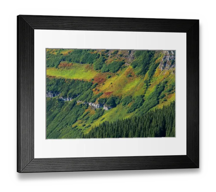 Framed Print : Canada, Alberta, Waterton Lakes National Park. Alpine vegetation on mountain slope Framed Print : Canada, Alberta, Waterton Lakes National Park. Alpine vegetation on mountain slope
