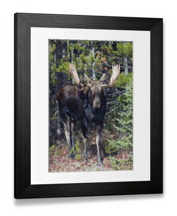 Framed Print : Shiras Bull Moose Framed Print : Shiras Bull Moose
