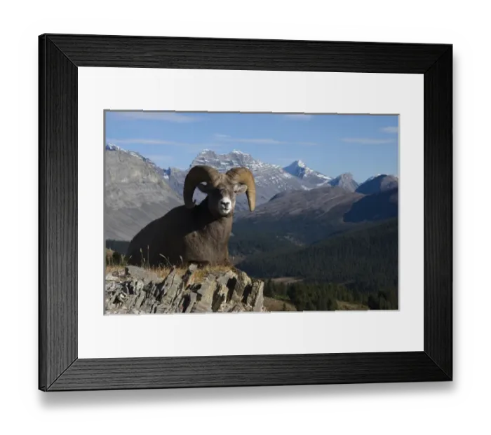Framed Print : Rocky Mountain Bighorn Sheep Ram; Canadian Rockies Framed Print : Rocky Mountain Bighorn Sheep Ram; Canadian Rockies