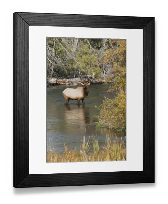 Framed Print : Rocky Mountain Bull Elk