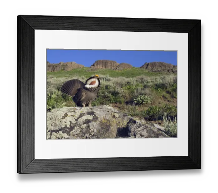 Framed Print : Dusky Grouse, courtship display Framed Print : Dusky Grouse, courtship display