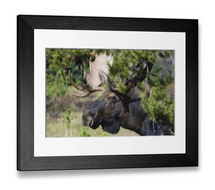 Framed Print : Shiras Bull Moose Framed Print : Shiras Bull Moose