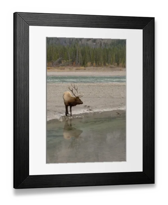 Framed Print : Rocky Mountain Bull Elk Reflecting
