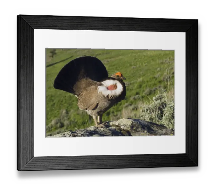 Framed Print : Dusky Grouse, courtship display Framed Print : Dusky Grouse, courtship display