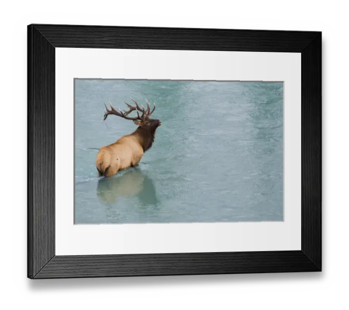 Framed Print : Rocky Mountain Bull Elk