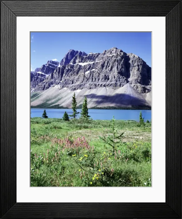 Framed Print : CTF-0454. Banff National Park, Mountain wildflowers around Bow Lake