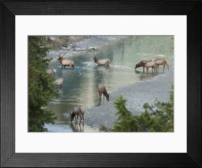 Framed Print : Rocky Mountain Elk Herd Crossing Mountain Stream Framed Print : Rocky Mountain Elk Herd Crossing Mountain Stream