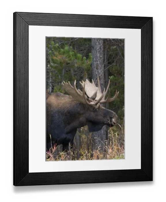 Framed Print : Shiras Bull Moose
