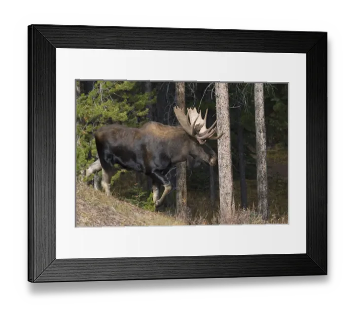 Framed Print : Shiras Bull Moose Framed Print : Shiras Bull Moose