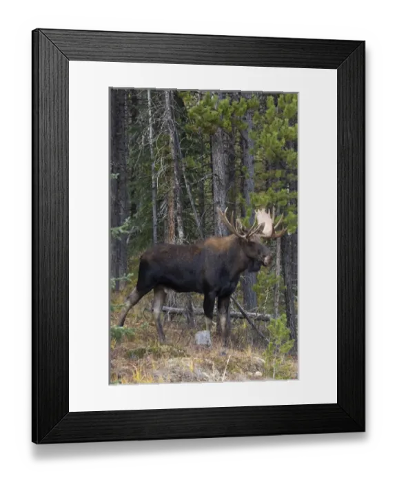 Framed Print : Shiras Bull Moose Framed Print : Shiras Bull Moose