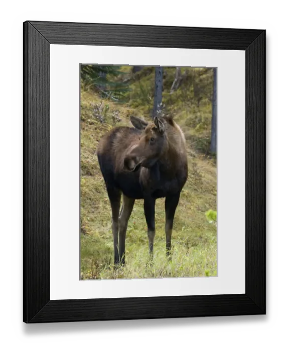 Framed Print : Shiras Cow Moose Framed Print : Shiras Cow Moose