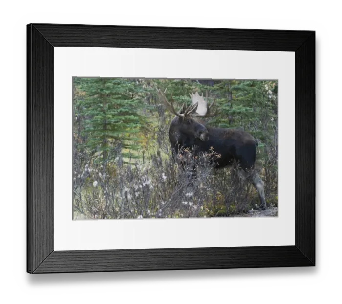 Framed Print : Shiras Bull Moose Framed Print : Shiras Bull Moose