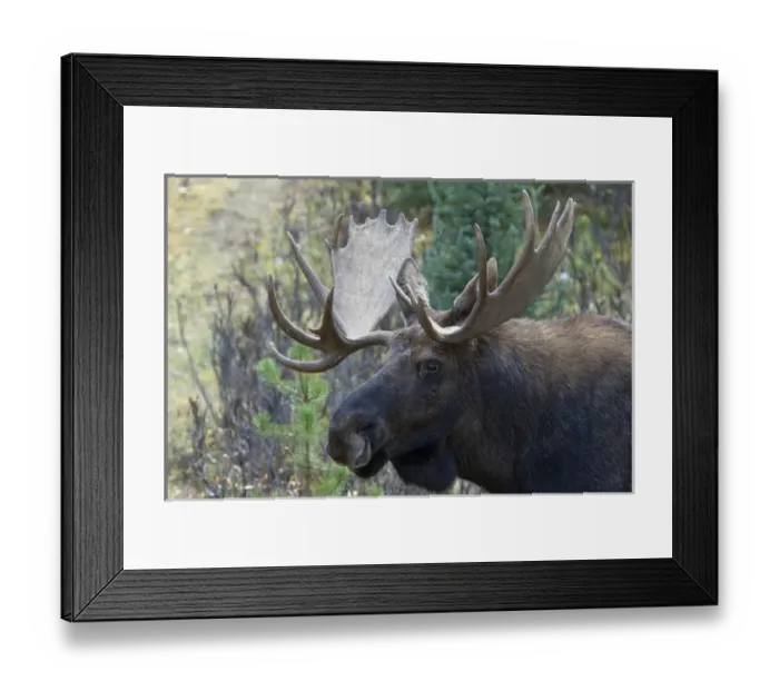 Framed Print : Shiras Bull Moose Framed Print : Shiras Bull Moose