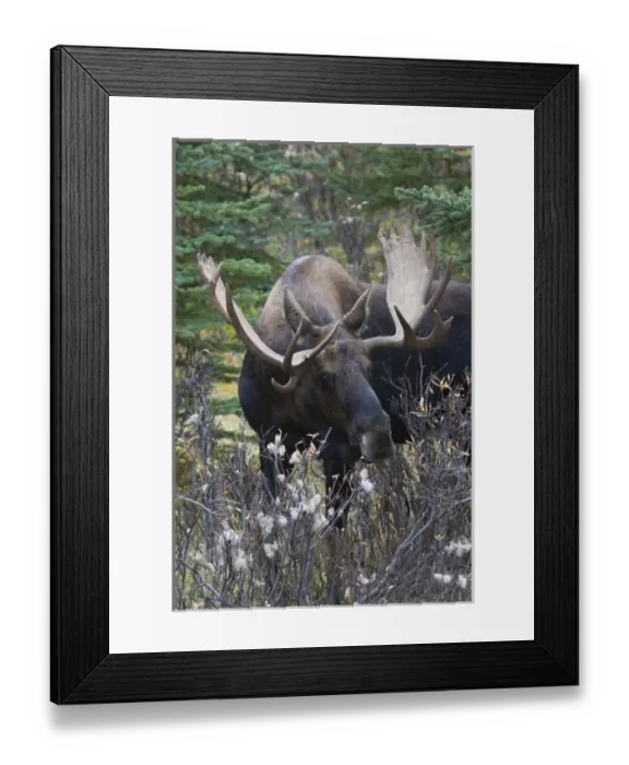 Framed Print : Shiras Bull Moose Framed Print : Shiras Bull Moose