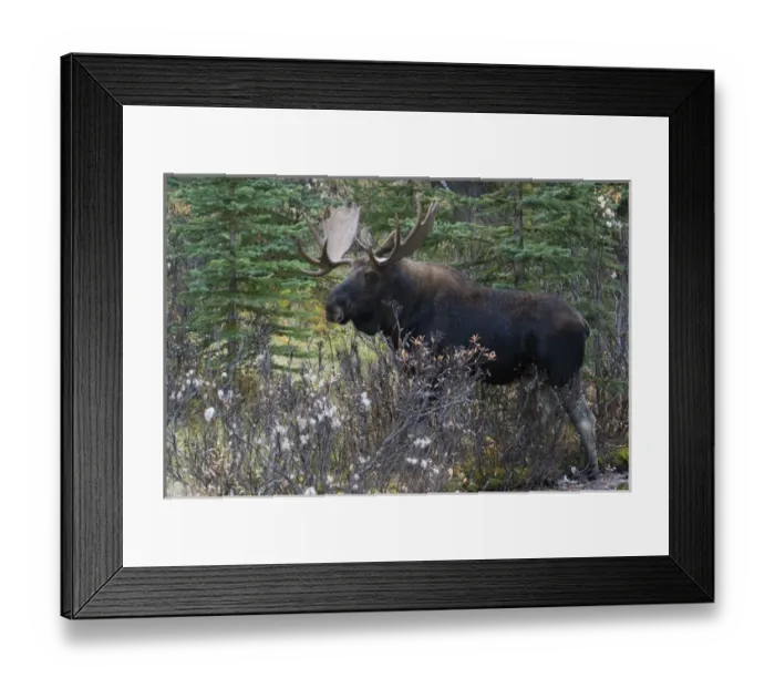 Framed Print : Shiras Bull Moose Framed Print : Shiras Bull Moose