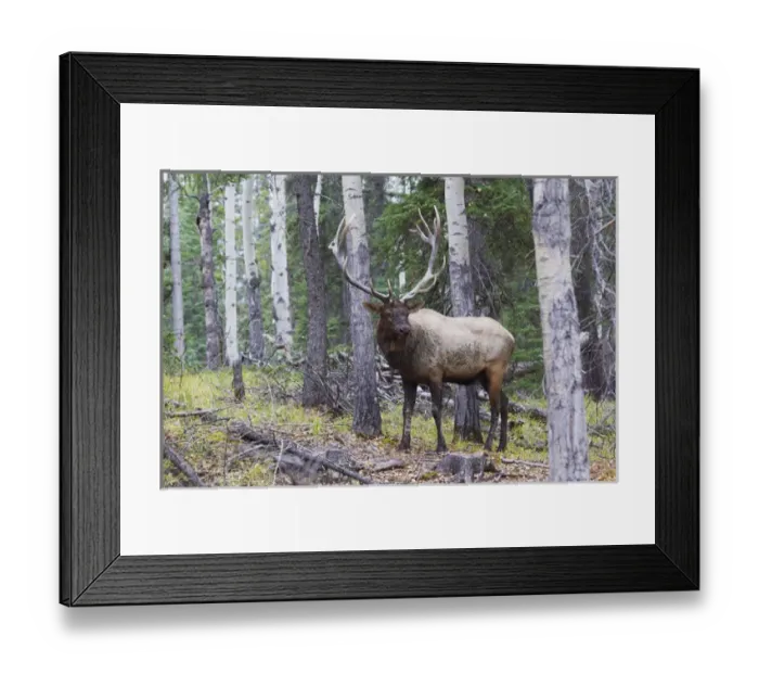 Framed Print : BUll Elk after a mud bath Framed Print : BUll Elk after a mud bath