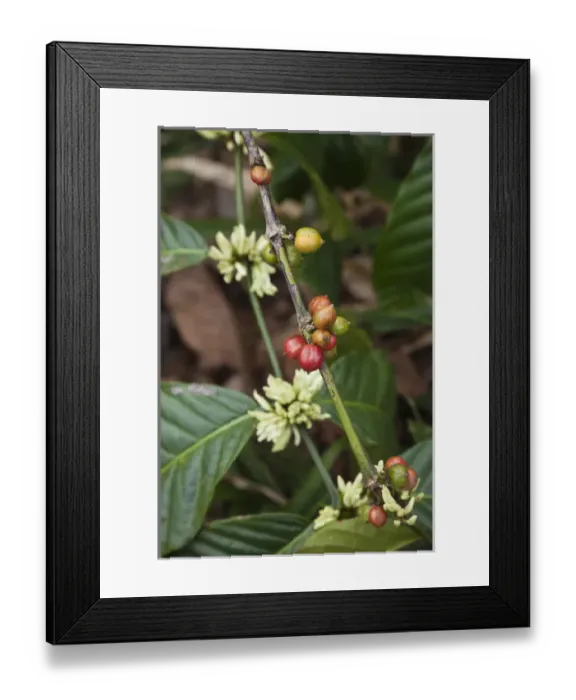 Framed Print : Cuba, Sancti Spiritus Province, Trinidad-area, Topes de Collantes park, coffee plant Framed Print : Cuba, Sancti Spiritus Province, Trinidad-area, Topes de Collantes park, coffee plant