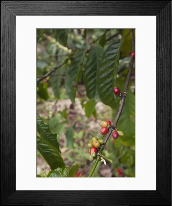 Framed Print : Cuba, Sancti Spiritus Province, Trinidad-area, Topes de Collantes park, coffee plant