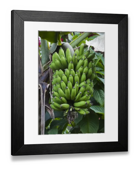 Framed Print : Cuba, Sancti Spiritus Province, Trinidad-area, Topes de Collantes park, banana tree Framed Print : Cuba, Sancti Spiritus Province, Trinidad-area, Topes de Collantes park, banana tree