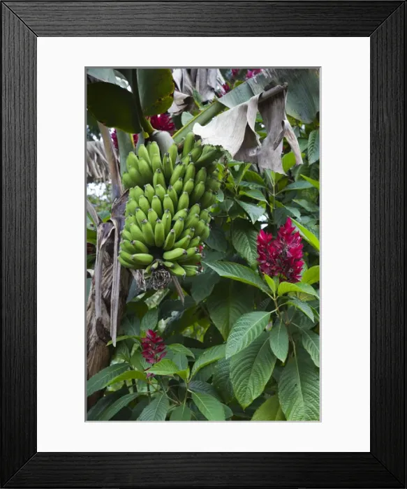 Framed Print : Cuba, Sancti Spiritus Province, Trinidad-area, Topes de Collantes park, banana tree