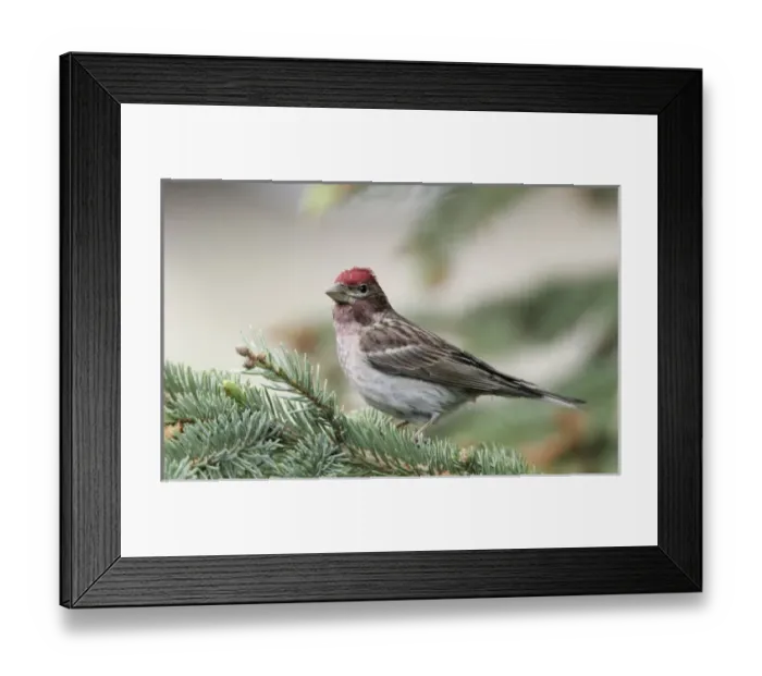 Framed Print : Canada, British Columbia, Kamloops. Close-up of male Cassins finch in pine tree