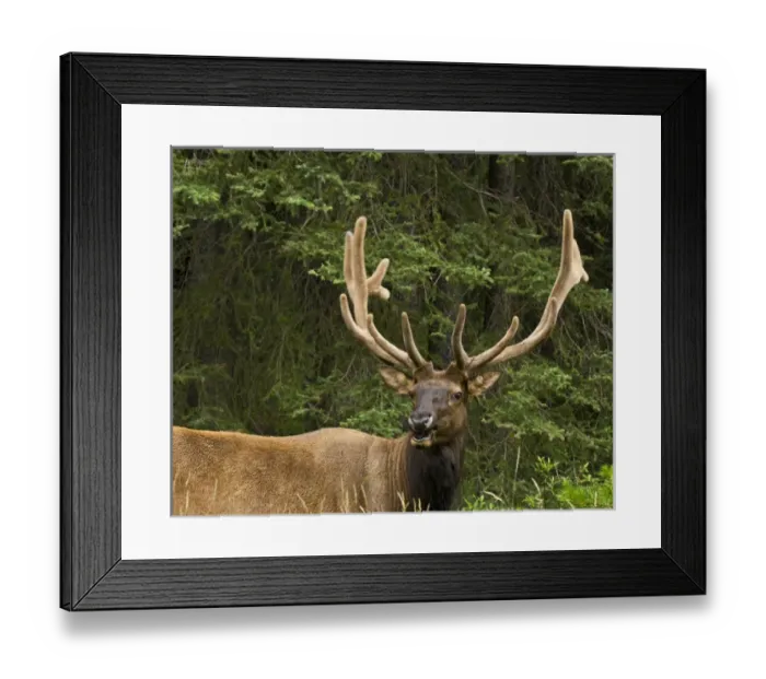 Framed Print : Male Elk, Bow Valley Parkway, Banff National Park, Alberta, Canada Framed Print : Male Elk, Bow Valley Parkway, Banff National Park, Alberta, Canada