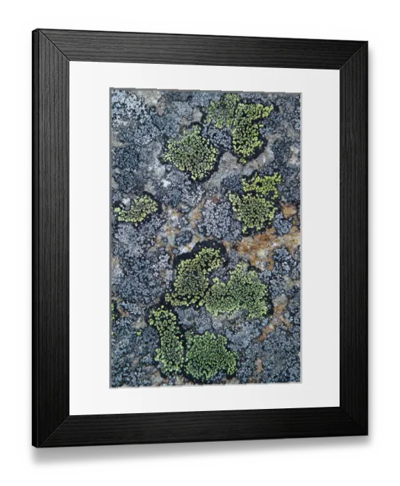 Framed Print : Mount Edith Cavell, Jasper National Park, Alberta Canada