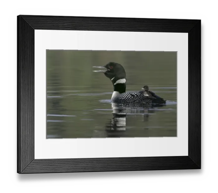 Framed Print : Canada, British Columbia, Kamloops. Common loon calling with chick riding on back in water Framed Print : Canada, British Columbia, Kamloops. Common loon calling with chick riding on back in water